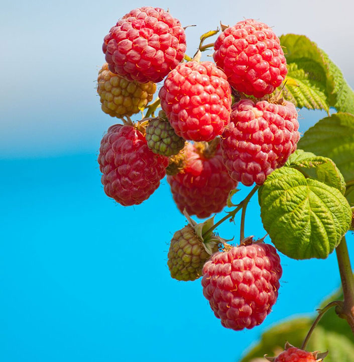 Main cueillant des framboises à la ferme familiale de Saint-Gervais